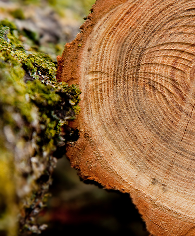 Tại sao pallet đúc xuất khẩu không cần khử trùng?