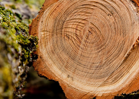 Công ty TNHH Xuất nhập khẩu Ronsun